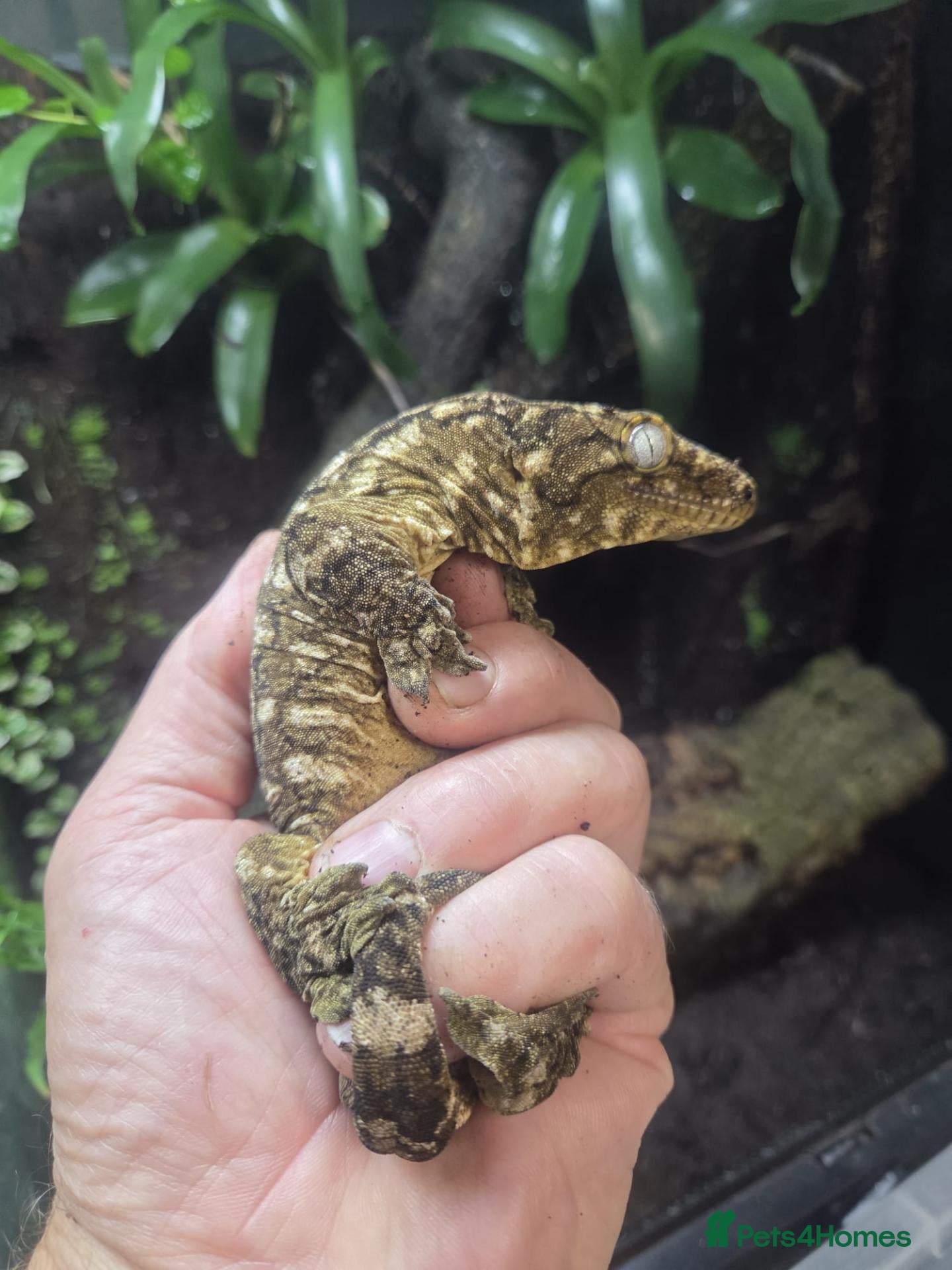 Gecko reptiles New Caledonia Giant Gecko - Advert 1