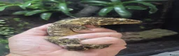 Gecko reptiles for sale: New Caledonia Giant Gecko in Burgess Hill - Advert 1