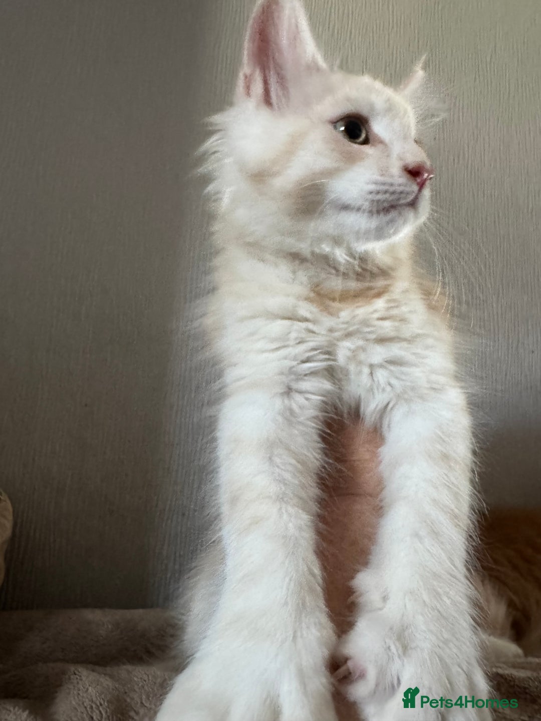Maine Coon cats for sale: Ready now Maine Coon large Boys GCCF - Image 7