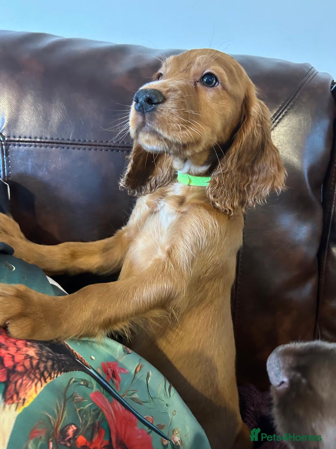 Cocker Spaniel dogs for sale: Working cocker spaniel puppies - Only 3x pups left - Image 35