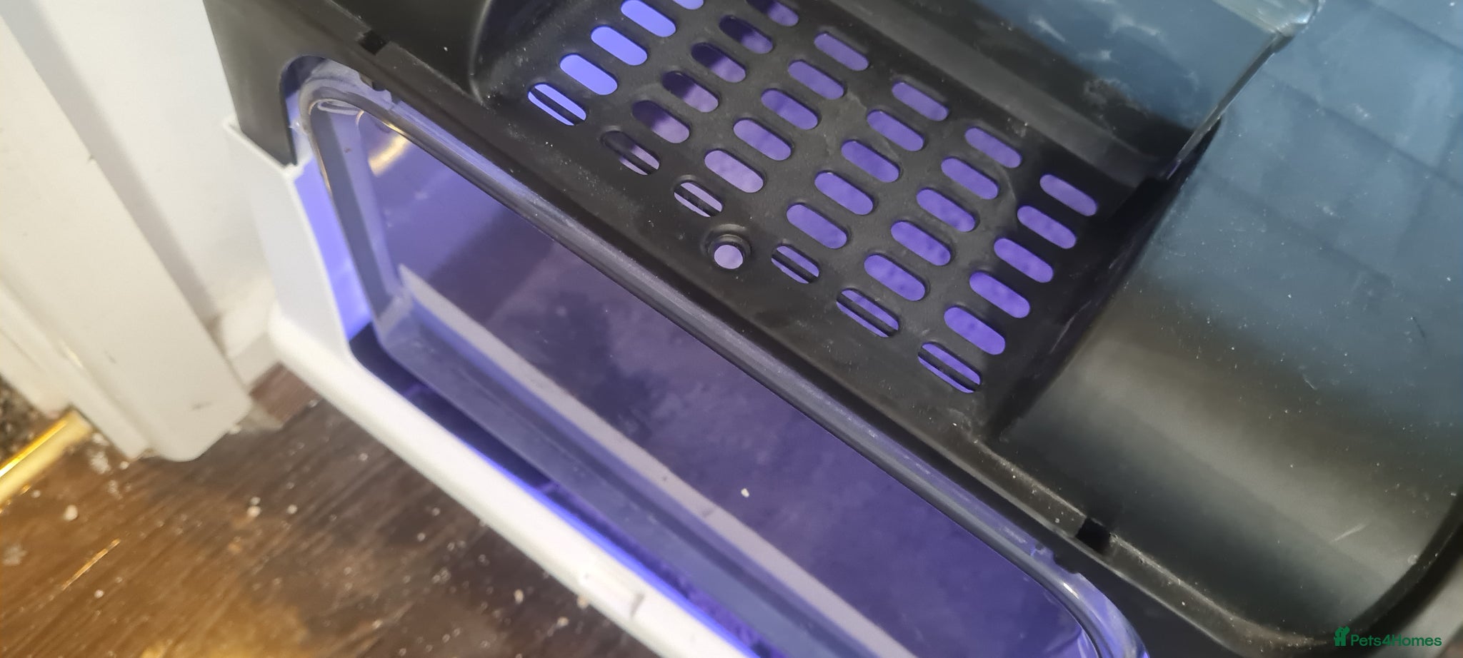 Domestic Shorthair cats for sale: Black cat - Advert 4