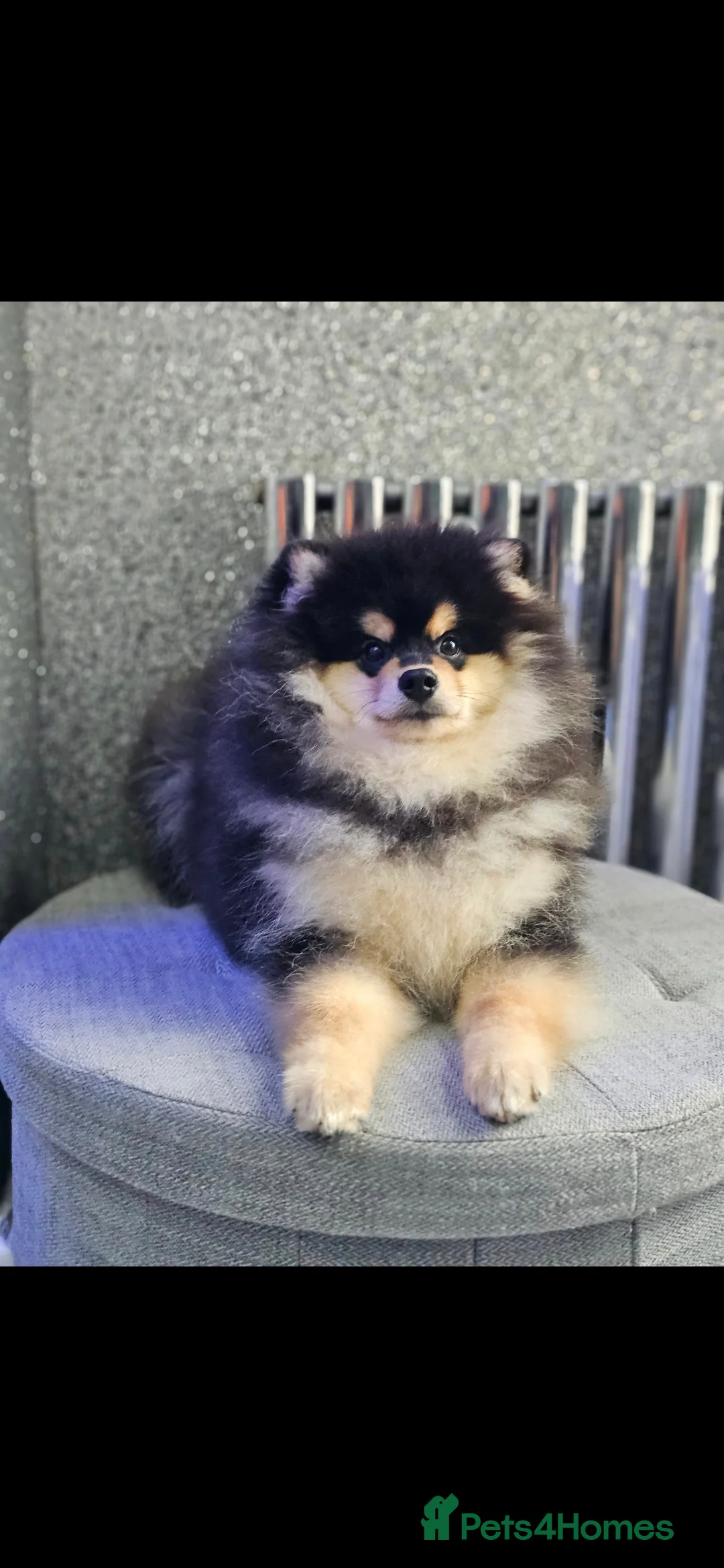 Pomsky dogs for sale: Batman F3 Pomsky boy  - Advert 8
