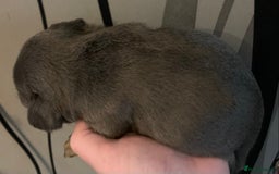 French Bulldog dogs for sale: French bulldogs need loving new homes - Advert 10