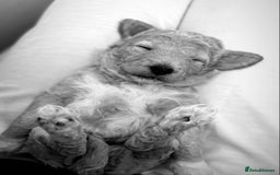 Goldendoodle dogs for sale: Goldendoodle Double Doodle pups for sale - Image 24