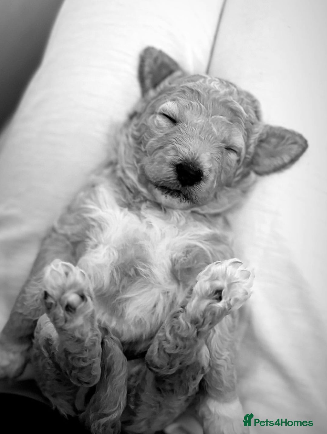 Goldendoodle dogs for sale: Goldendoodle Double Doodle pups for sale - Image 24