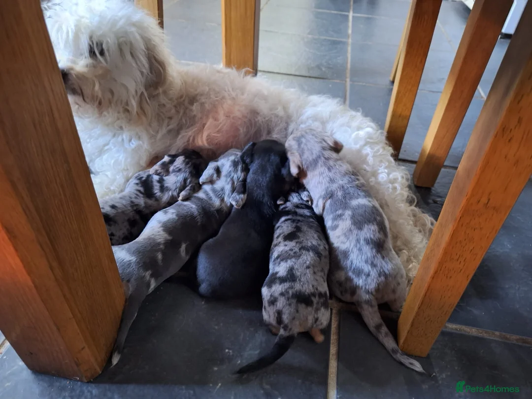Mixed Breed dogs for sale: Miniature dachshund x Bichon puppies  - Advert 36