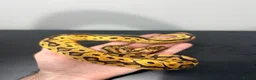 Python Snake reptiles for sale: Royal Python - Advert 4