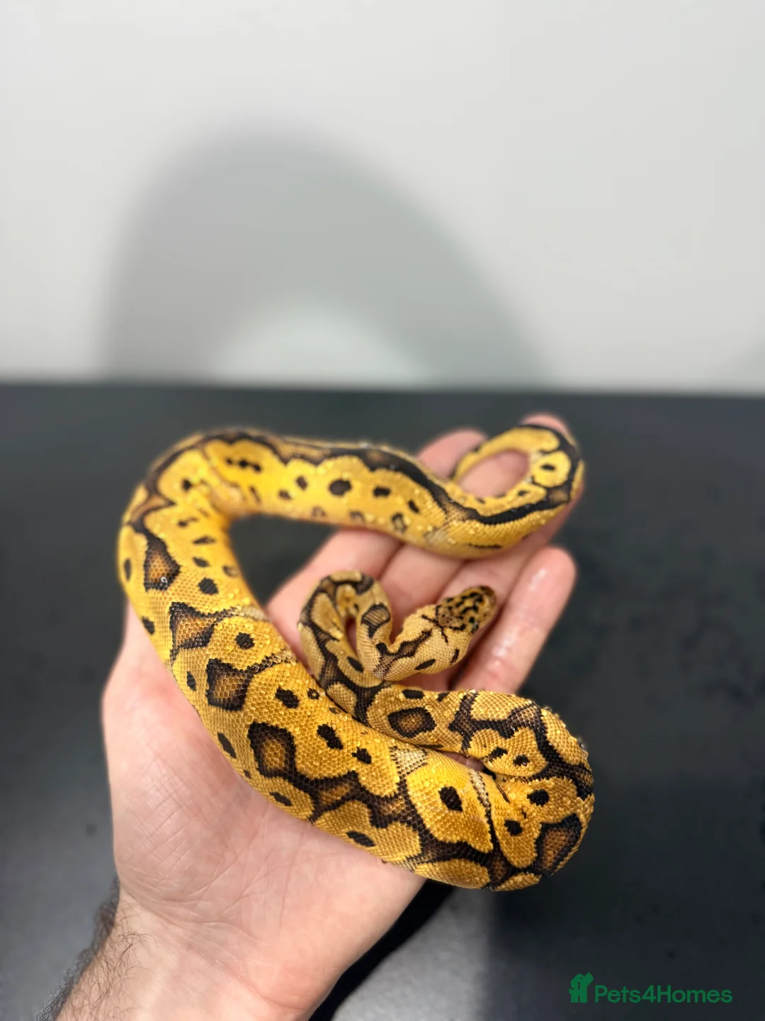 Python Snake reptiles for sale: Royal Python - Advert 4