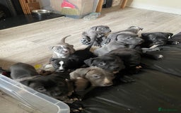 Staffordshire Bull Terrier dogs for sale: Original "old-time" black Staffy pups *rare* - Image 10