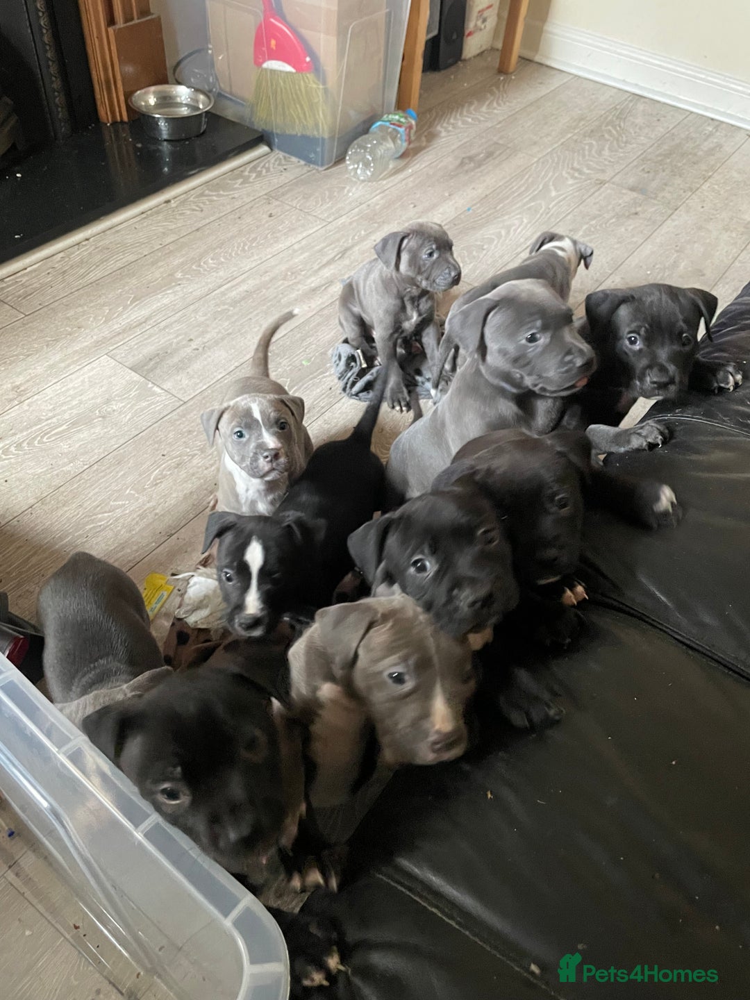 Staffordshire Bull Terrier dogs for sale: Original "old-time" black Staffy pups *rare* - Image 10