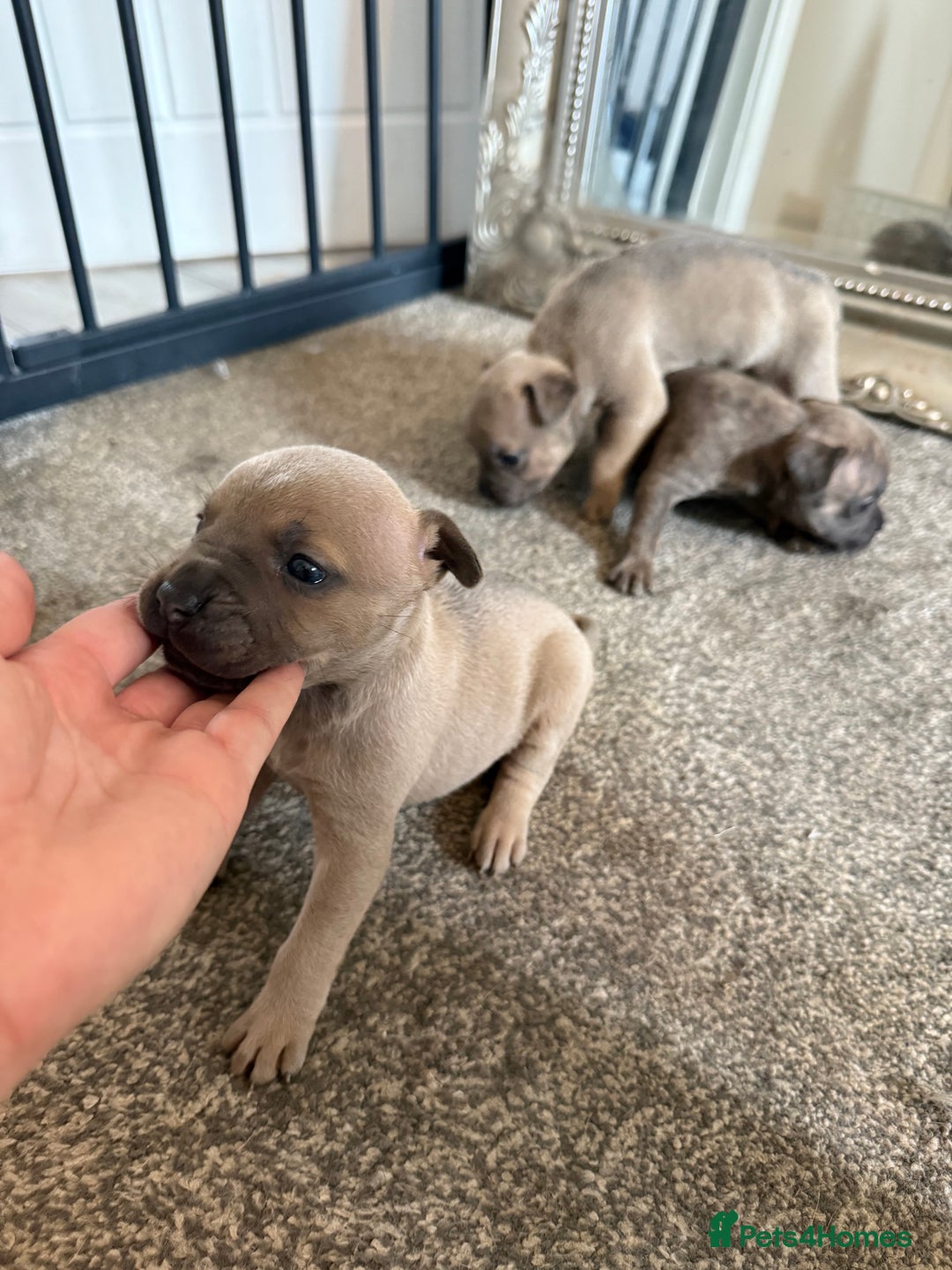 Mixed Breed dogs for sale: Frenchie x Staffy puppies  - Image 2