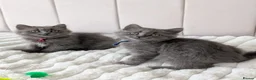British Shorthair cats for sale: 💙Gorgeous British Shorthair / Longhair Kittens 💙 - Advert 20