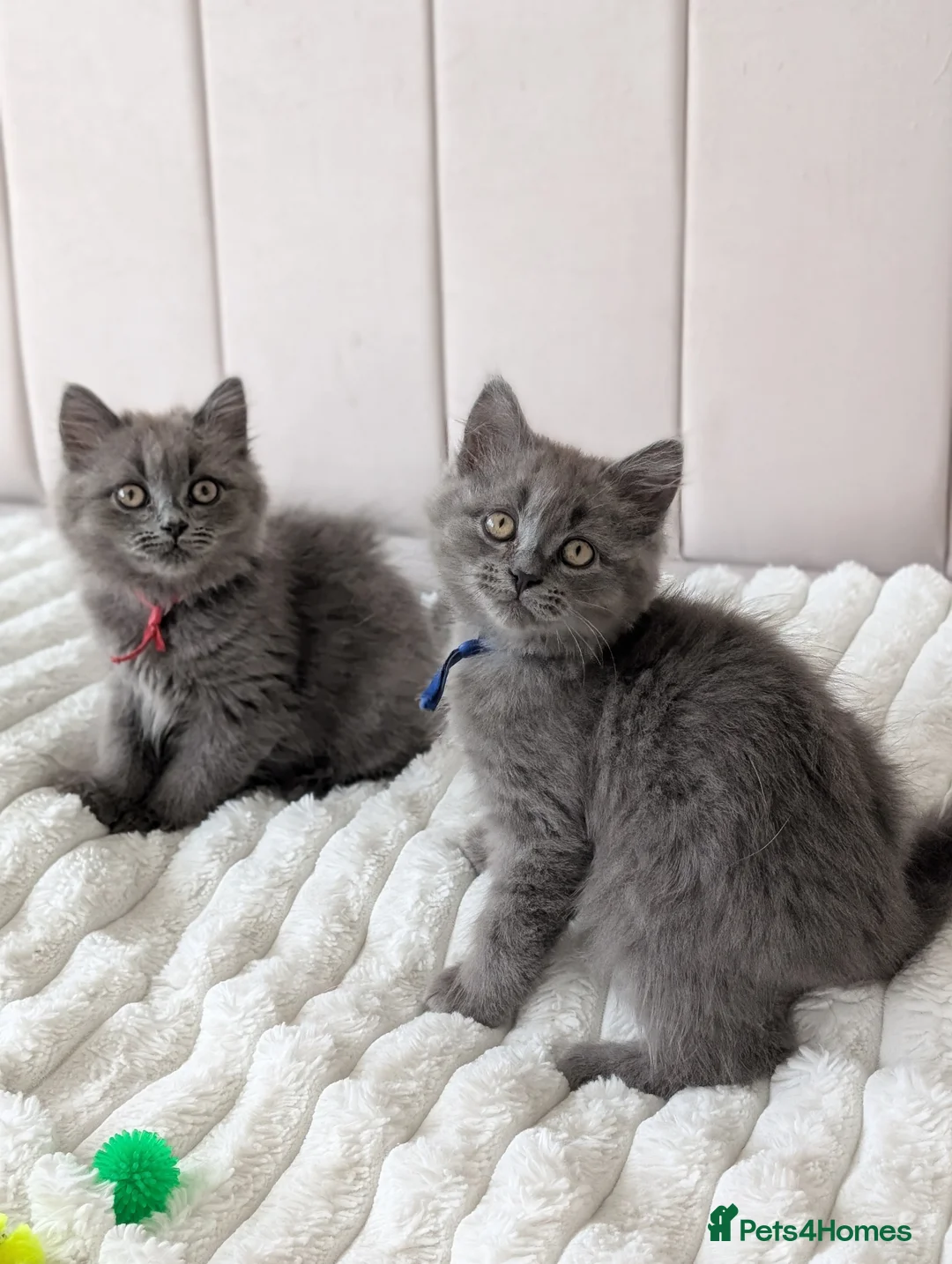 British Shorthair cats for sale: 💙Gorgeous British Shorthair / Longhair Kittens 💙 - Advert 20