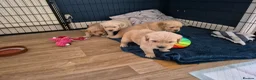 Golden Retriever dogs for sale: Golden Retriever Puppies for Loving Family Homes in Dorchester - Advert 8