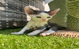 Devon Rex cats for sale: Two cuddlebugs- literally sticker cats available❤️ - Image 15