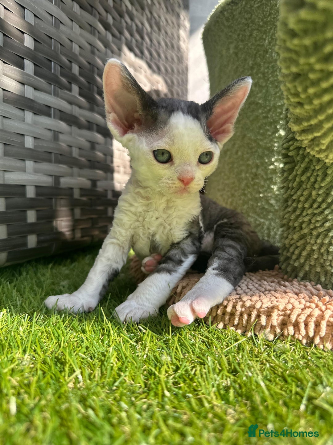 Devon Rex cats for sale: Two cuddlebugs- literally sticker cats available❤️ - Image 15