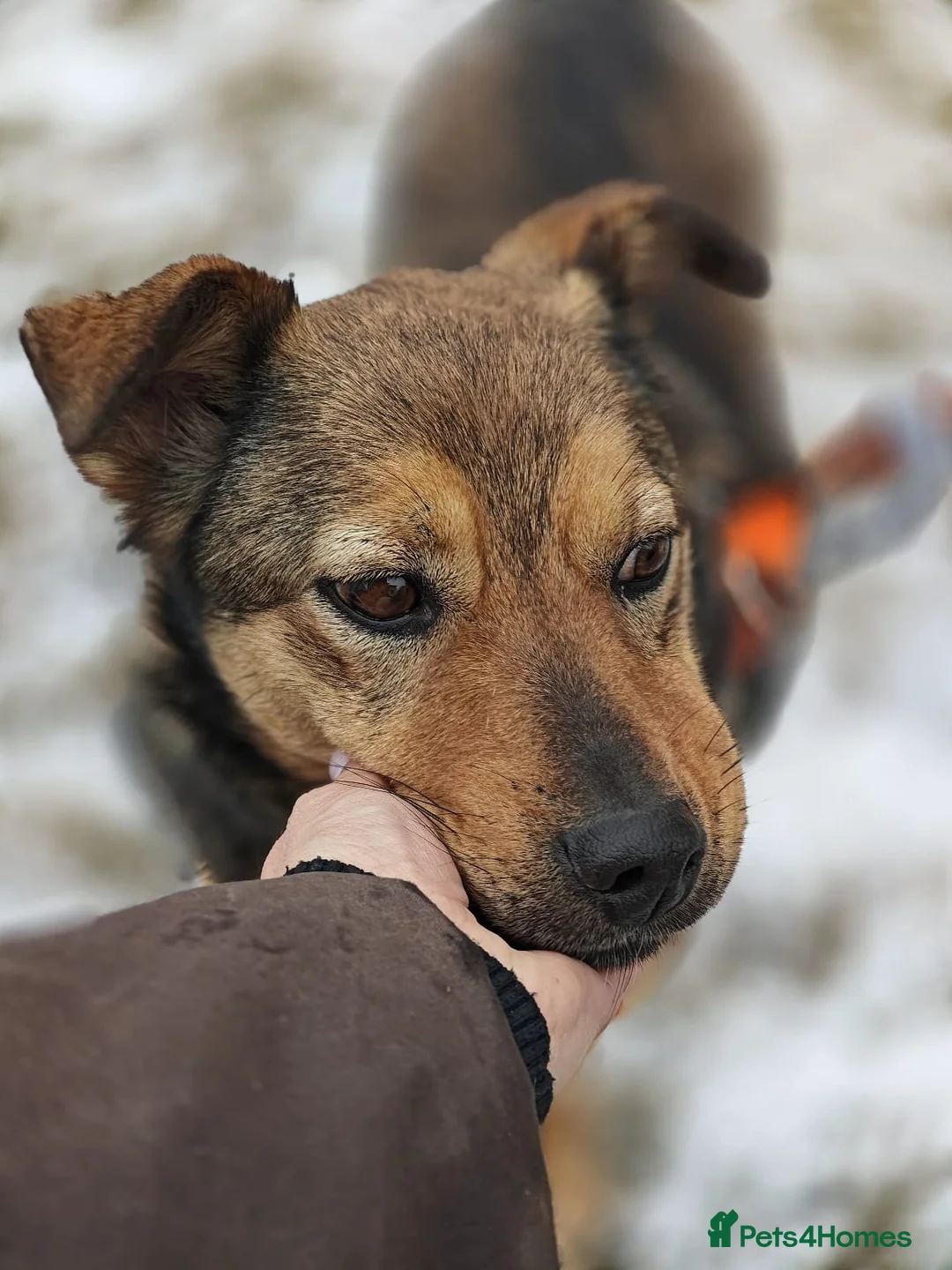 Mixed Breed dogs for adoption: ❤️JESSY❤️- low medium loving and gentle girl  in Faversham - Advert 5