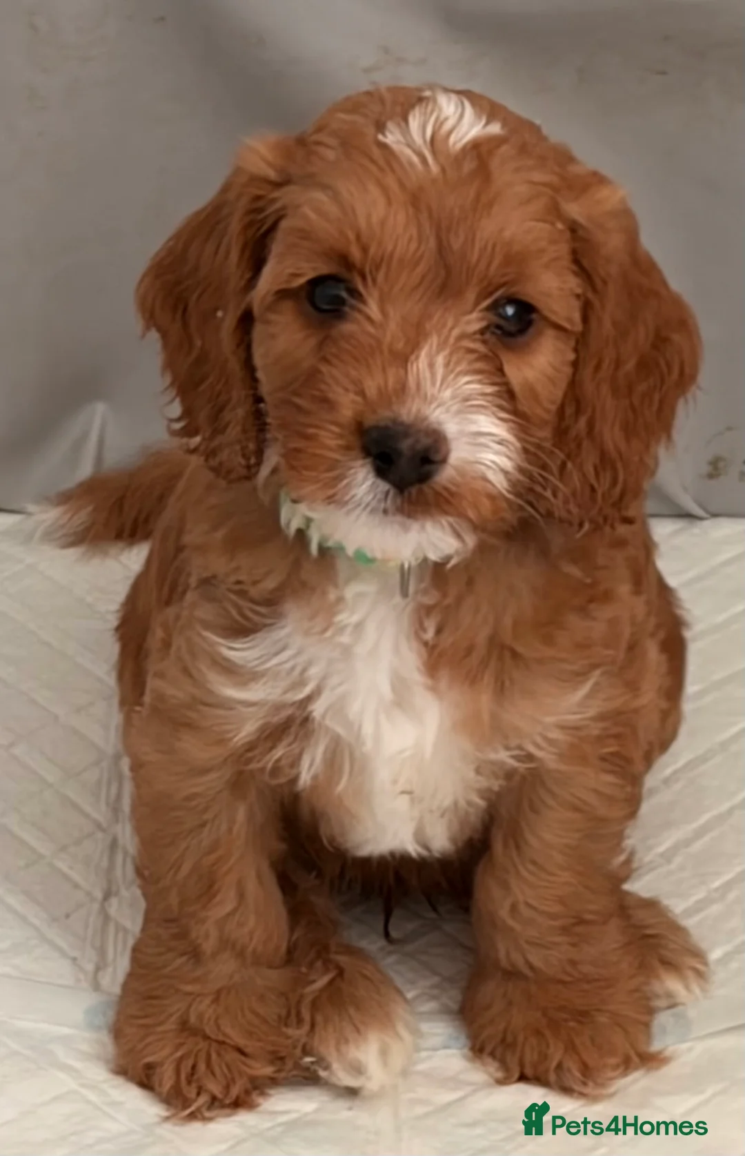 Cockapoo dogs for sale: Adorable Cockapoos *ready 14th Aug* - Advert 2