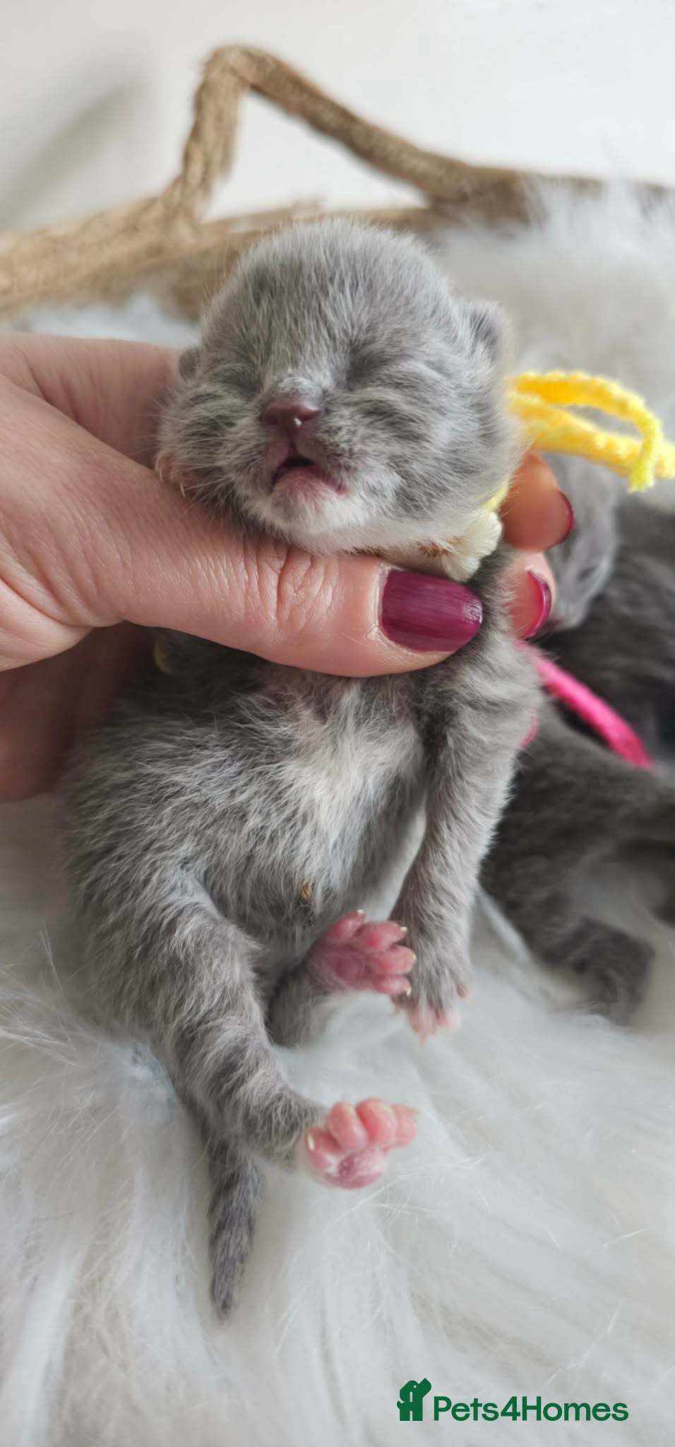 British Shorthair cats High Quality British Shorthair Kittens GCCF - Advert 2