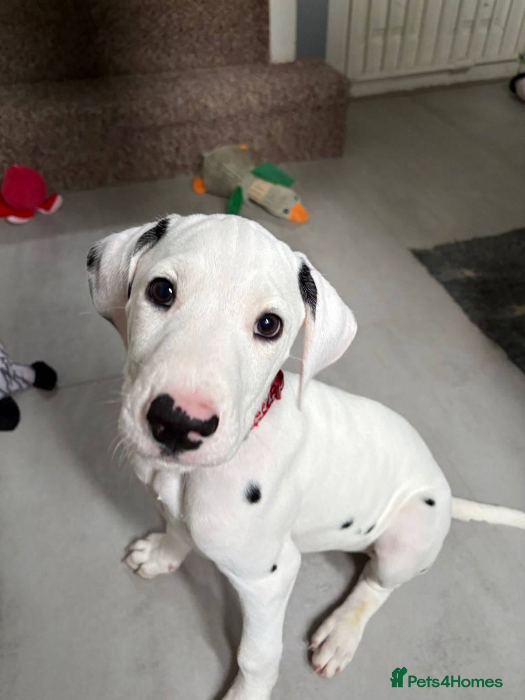 Dalmatian dogs for sale: Dalmatian puppies ready advert fully - Advert 32