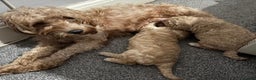 Cockapoo dogs for sale: 2 beautiful f2 Cockapoo puppies - Advert 5