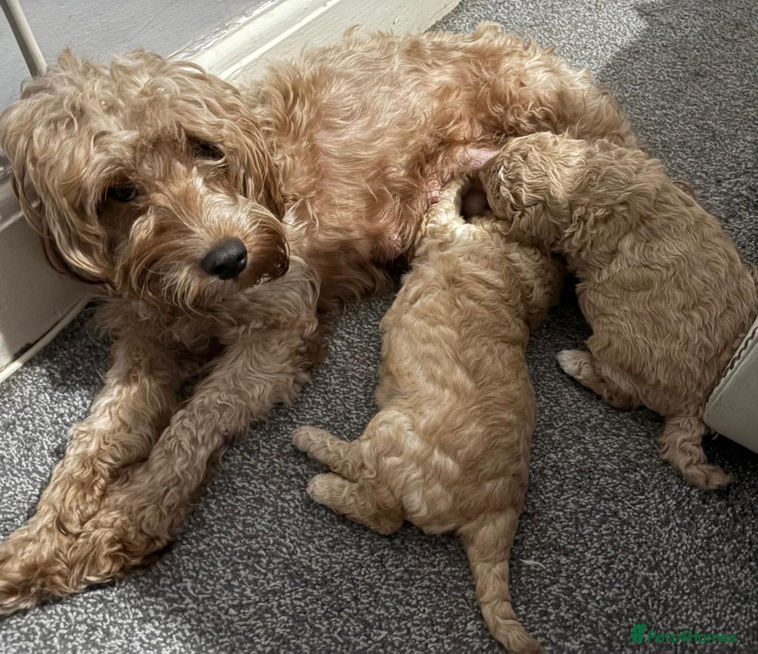 Cockapoo dogs for sale: 2 beautiful f2 Cockapoo puppies - Advert 5