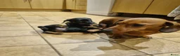 Miniature Dachshund dogs for sale: 2 gorgeous black and tan boys - Advert 4
