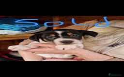Jack Russell dogs for sale: Jackrussel pup - Advert 3