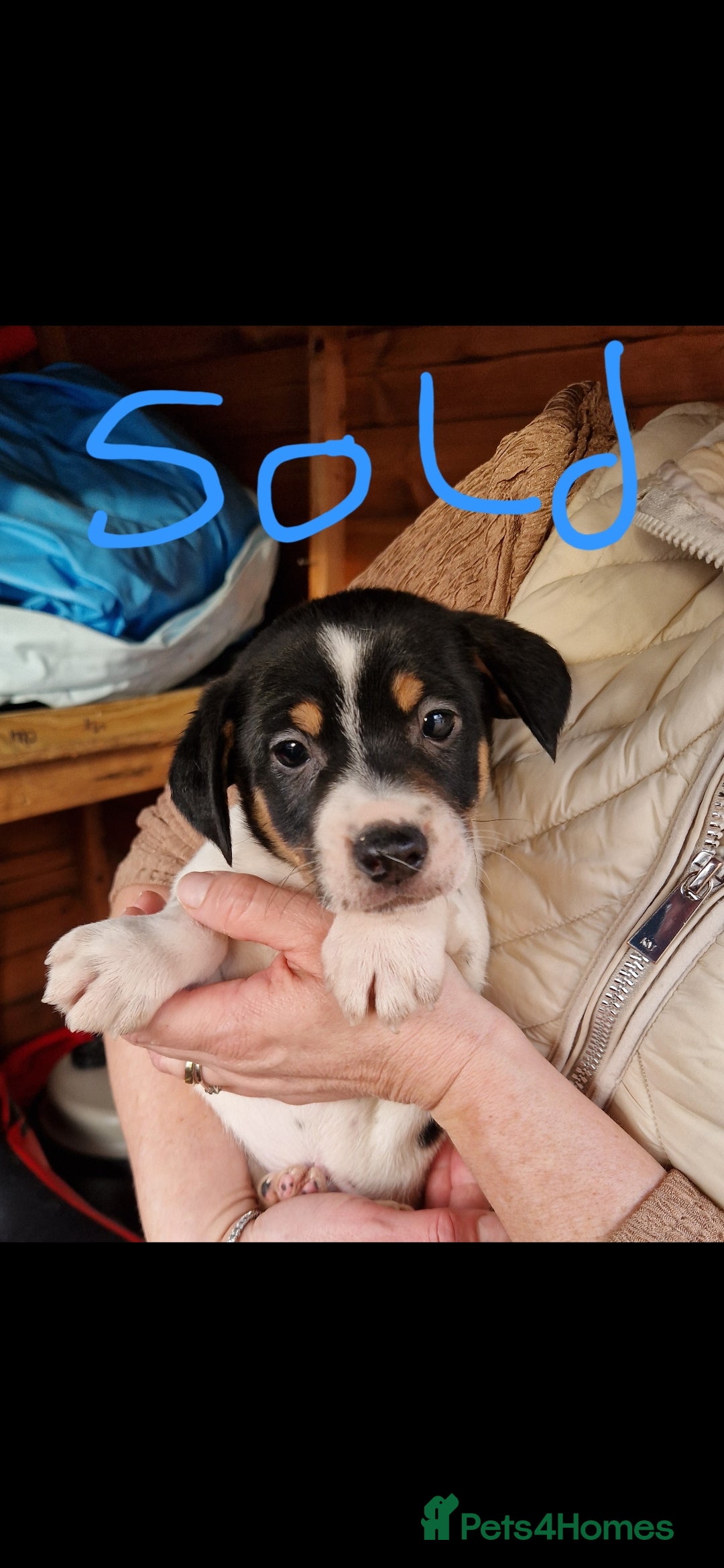 Jack Russell dogs for sale: Jackrussel pup - Advert 3