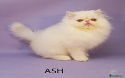Persian cats for sale: Beautiful Persian Kittens Ready for Forever Homes - Image 1