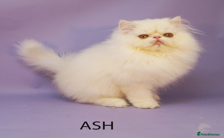 Persian cats - Advert 2