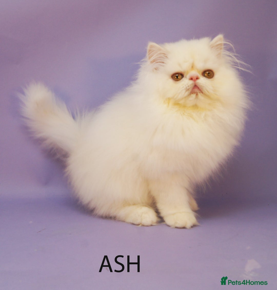 Persian cats for sale: Beautiful Persian Kittens Ready for Forever Homes - Image 1