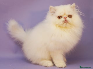 Persian cats for sale - Advert 1