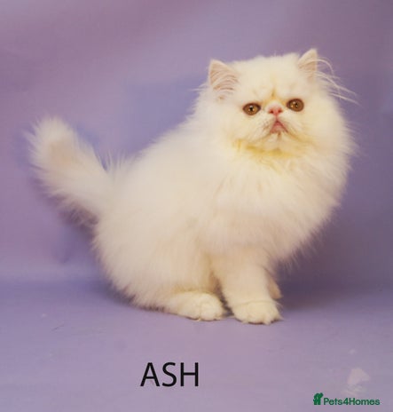Persian cats - Advert 2