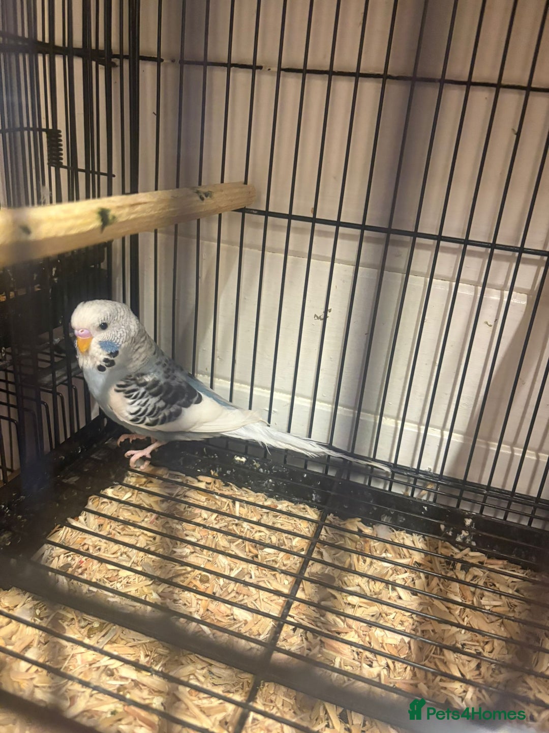 Budgerigars birds for sale: Budgies - Image 9