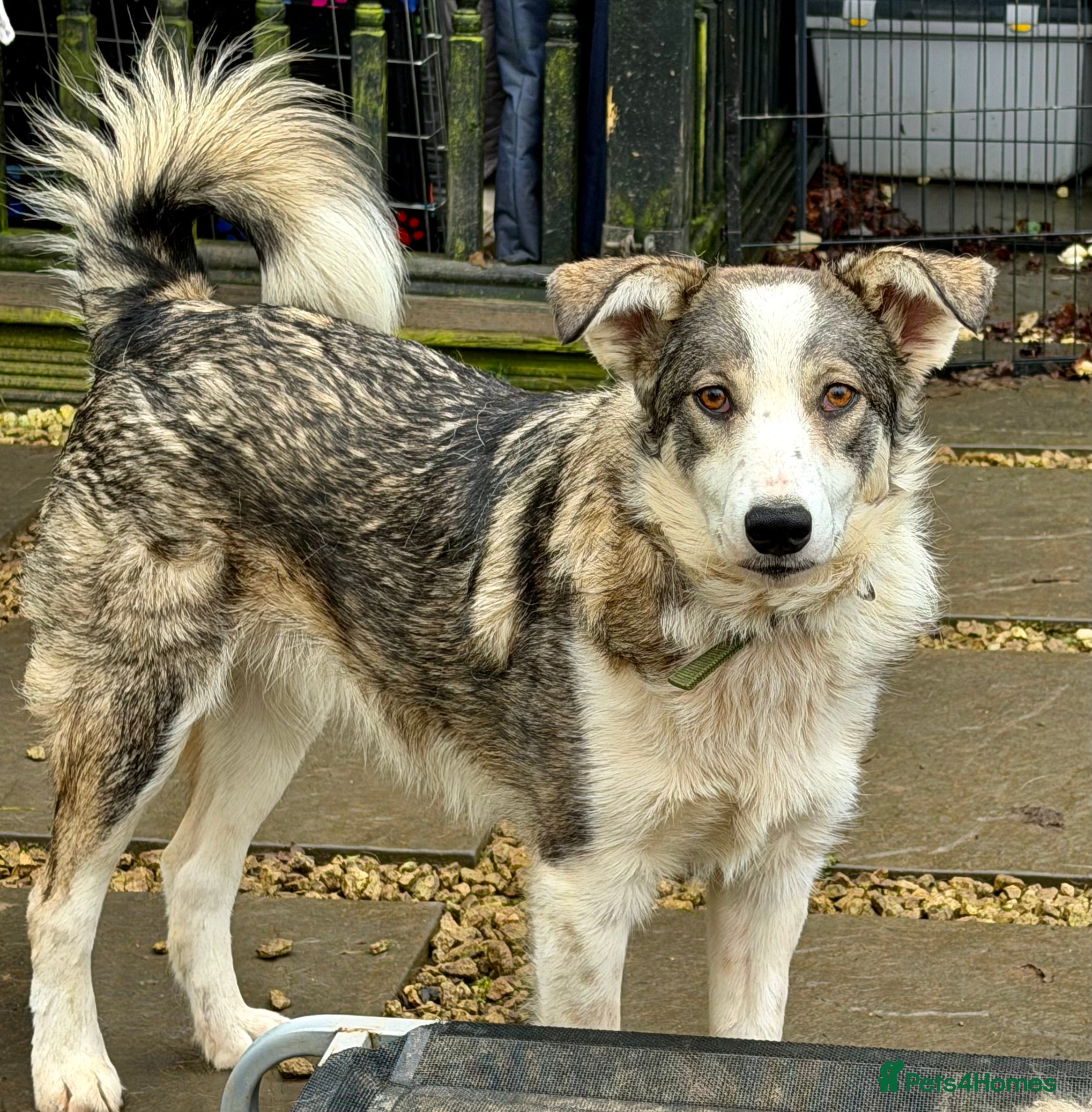 Border Collie dogs DANNY – Border Collie (Male) - Advert 4