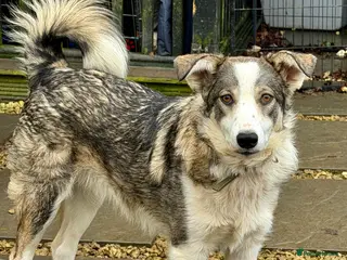 Border Collie dogs DANNY – Border Collie (Male) - Advert 4