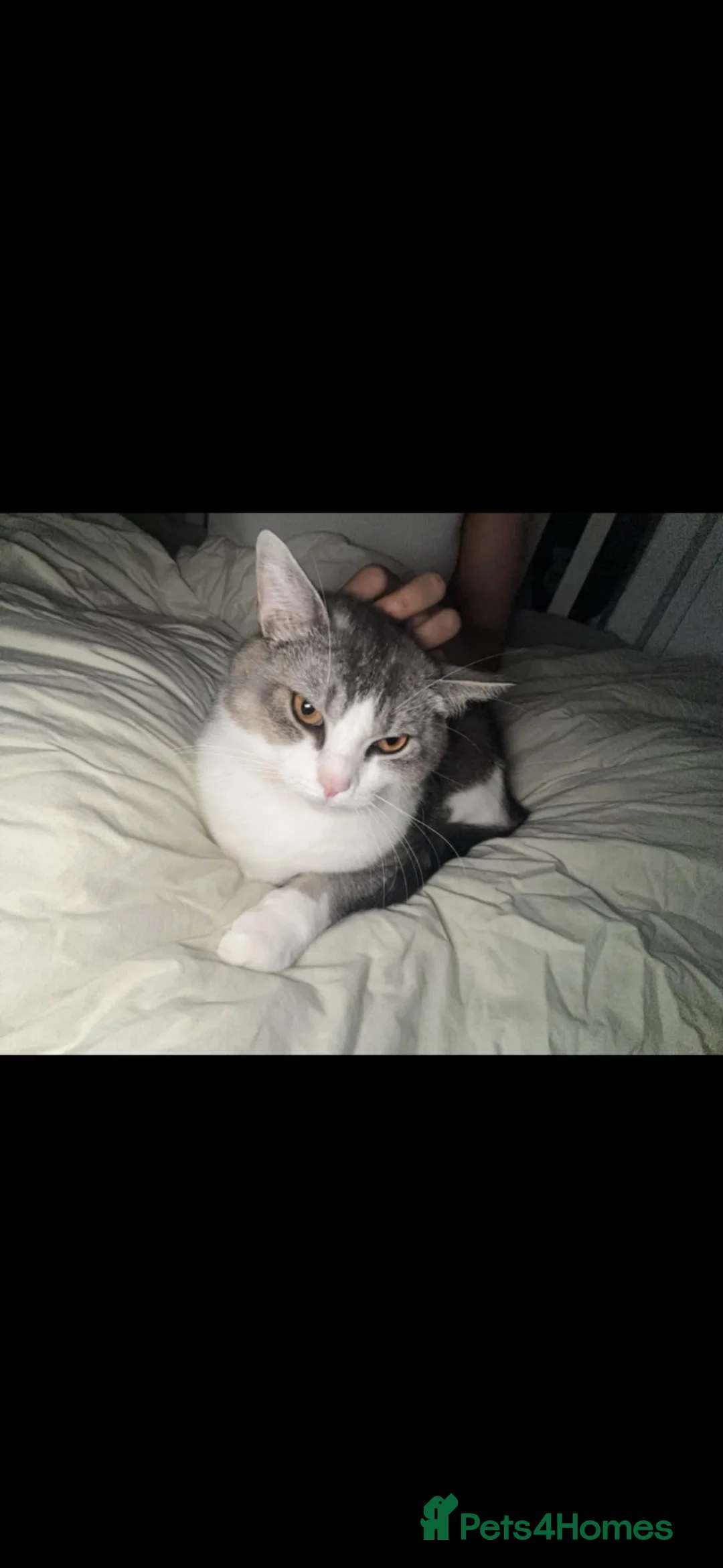 British Shorthair cats for sale: Bonded brothers looking for new home - Advert 6