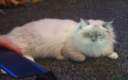 Ragdoll cats for stud: Gccf Loki large ragdoll stud blue mitted   in Wakefield - Image 1