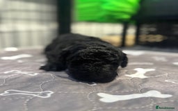 Standard Poodle dogs for sale: KC registered Poodles - Image 5
