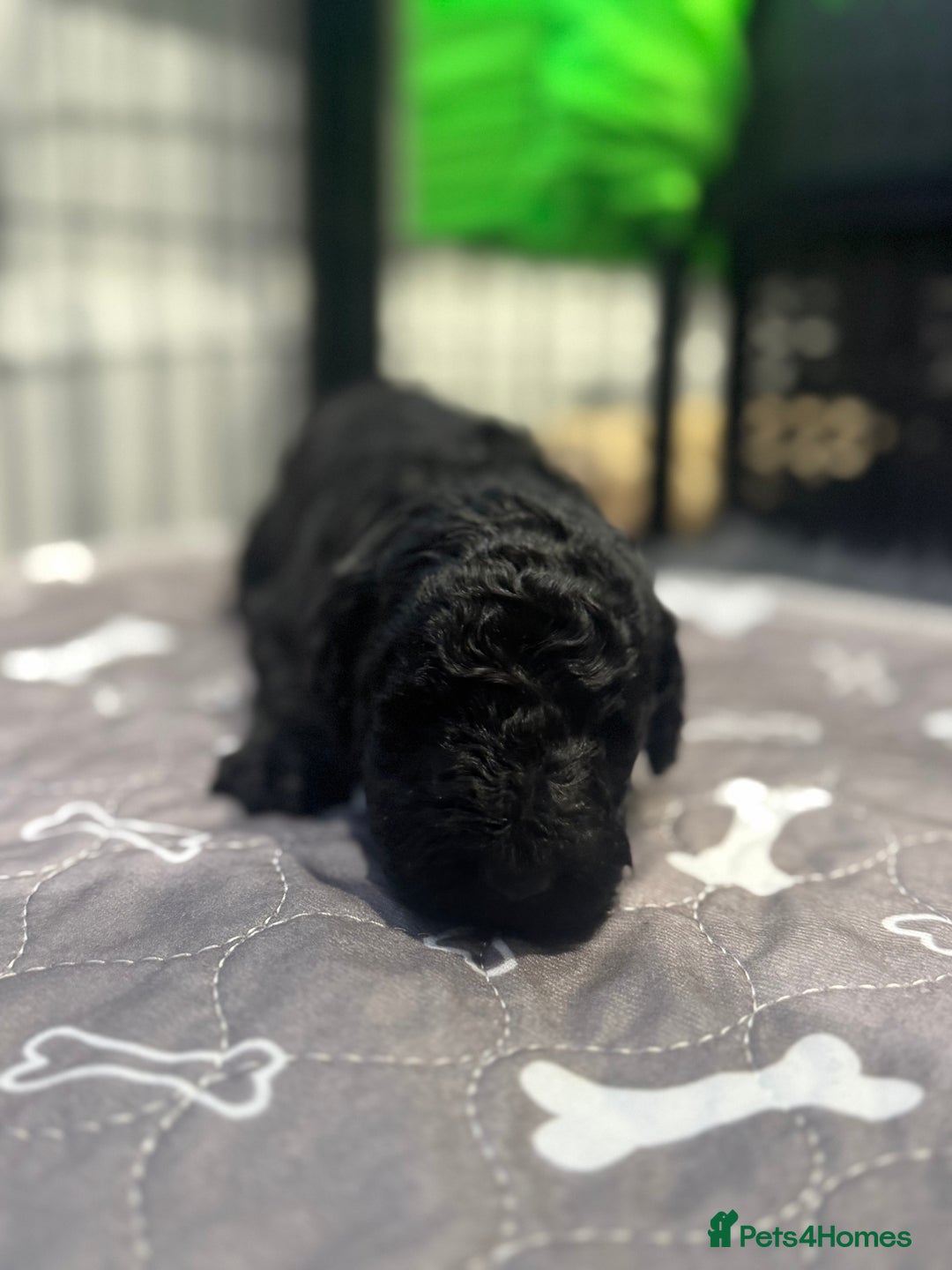 Standard Poodle dogs for sale: KC registered Poodles - Image 5