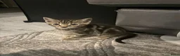 Mixed Breed cats for sale: 10 kittens for sale  - Advert 6