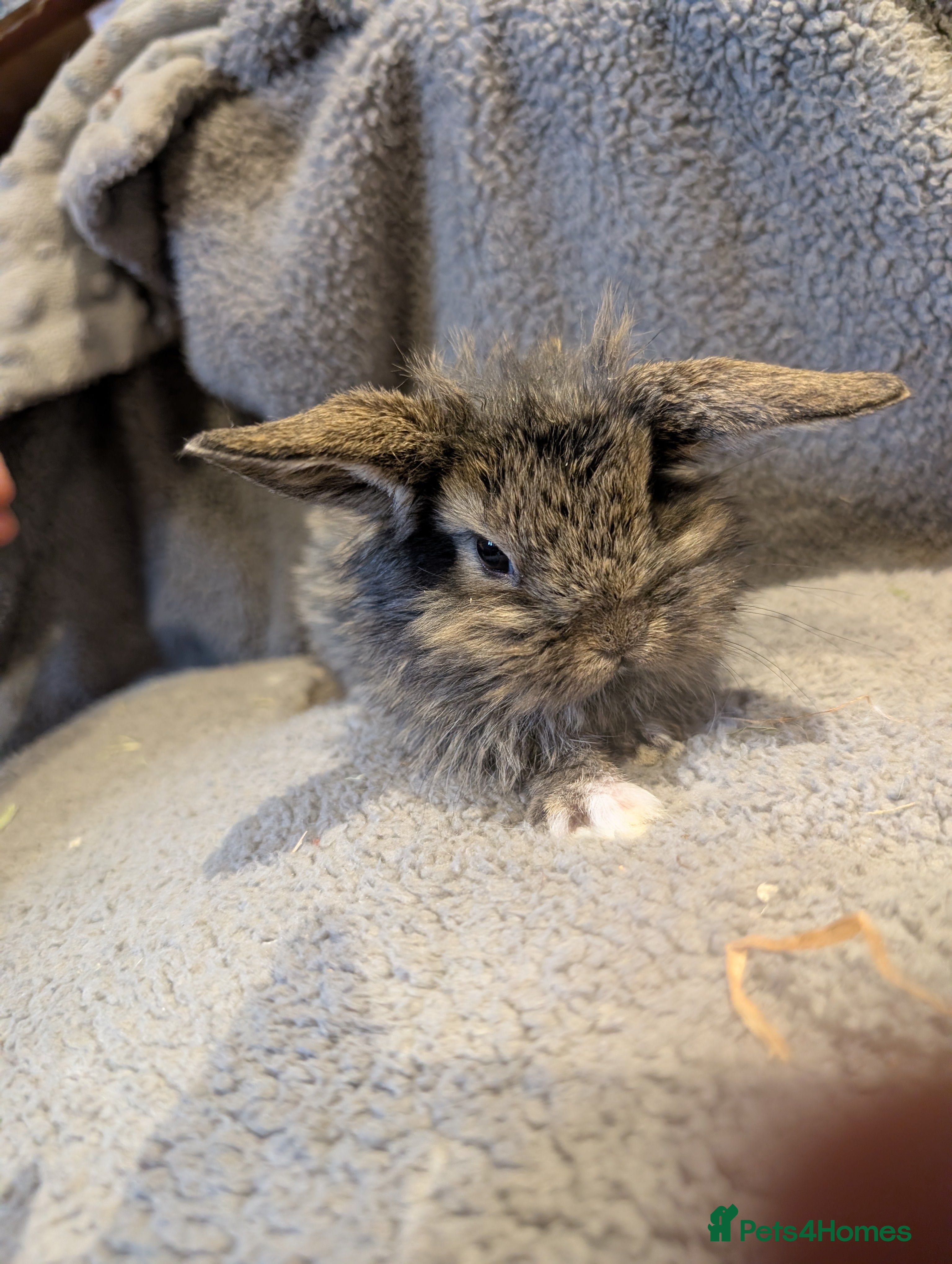 Rex rabbits Mini lionlops, ready to reserve  - Advert 17