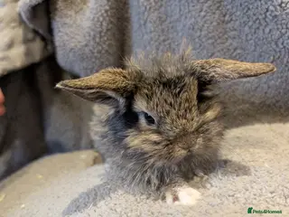 Rex rabbits Mini lionlops, ready to reserve - Advert 17