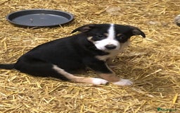 Smooth Collie dogs for sale: Male Collie Pups age 10 weeks - Advert 4