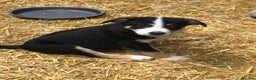 Smooth Collie dogs for sale: Male Collie Pups age 10 weeks - Advert 7