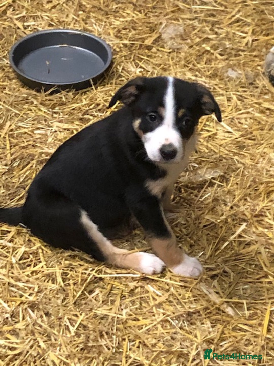 Smooth Collie dogs for sale: Male Collie Pups age 10 weeks - Advert 4