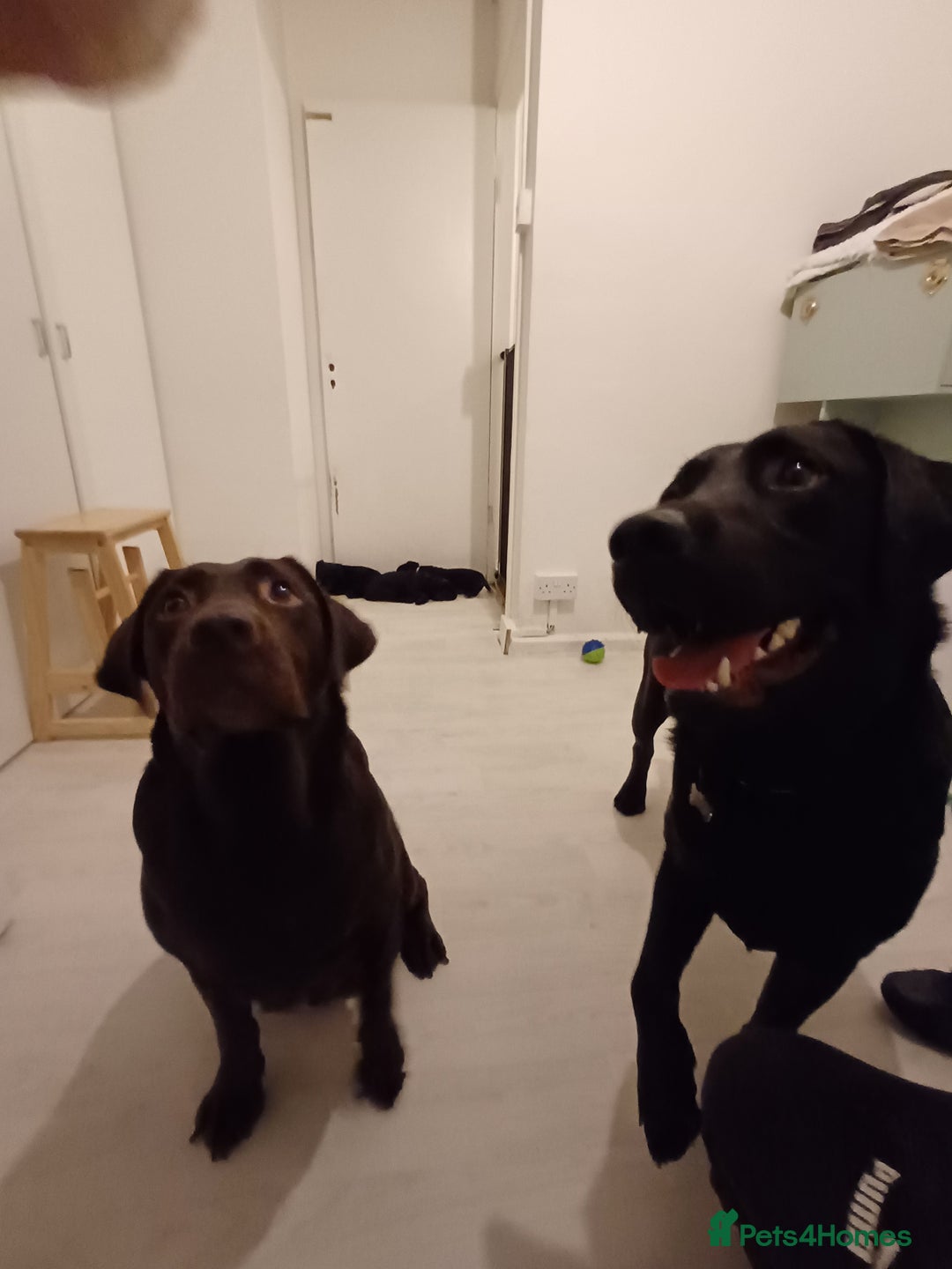 Labrador Retriever dogs for sale: Black female Labrador 9 months old - Trained - Image 5