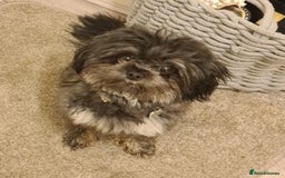 Chipoo dogs for stud: Chipoo for stud only - Image 3