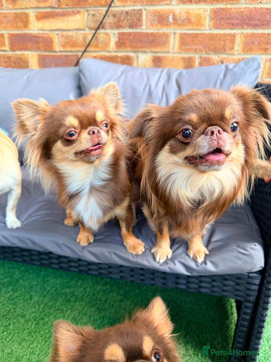 Chihuahua dogs for sale: Two chihuahua brothers looking for a new home - Advert 12